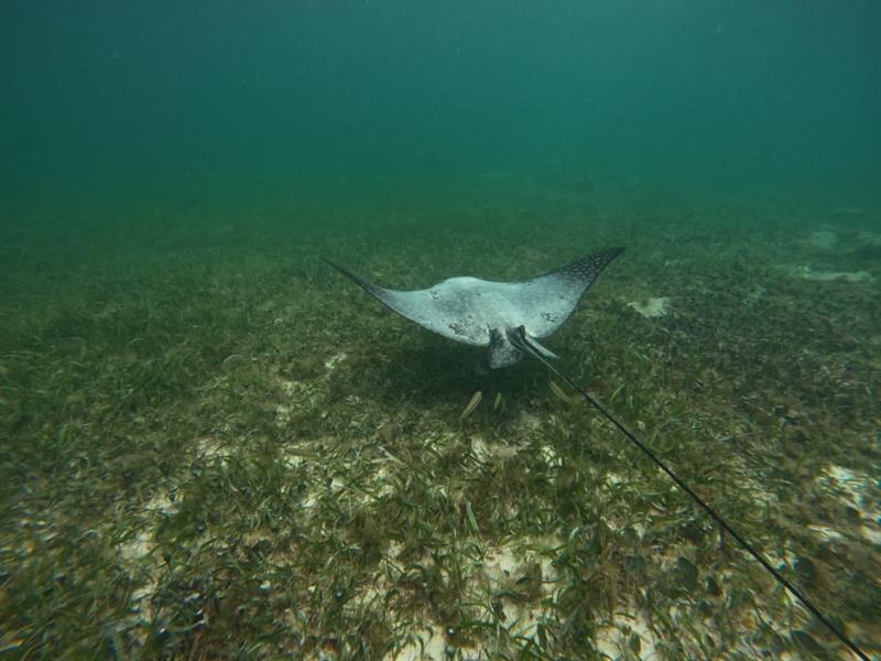 Raya águila moteada nadando sobre el pasto marino frente a Mahahual