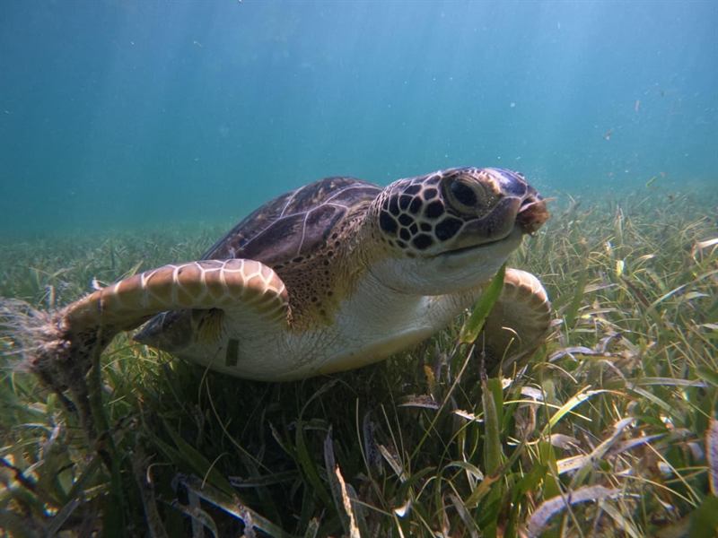 Tortuga verde nadando sobre pasto marino en el arrecife de Mahahual